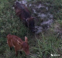 小牛掉水沟母牛哀鸣向旁人求助_母牛已逝，小牛跪地哀鸣：亲情的呐喊，震撼了多少冷漠的心？